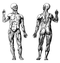 Human Muscle System