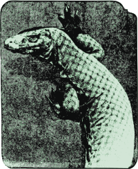 Komodo Dragon