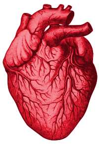 Biological Human Heart
