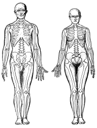 Male and Female Skeletons