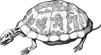 Turtle Skeleton