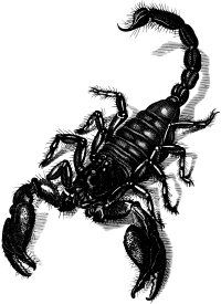 Scorpio: Americanus, Afer, Europæus.