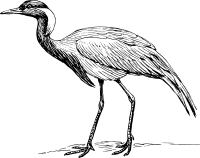 demoiselle crane