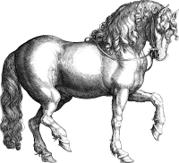 Robust Horse Line Art