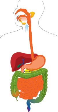 Digestive system without explanation