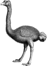 Ostrich Line Art