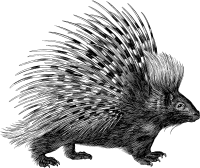 Common Porcupine