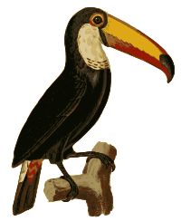 Toucan