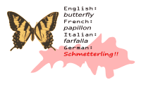 Schmetterling