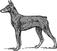 doberman