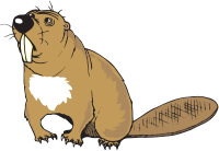 Beaver (#4)