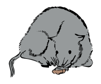 Japanese rat