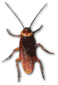 Hong Kong Cockroach