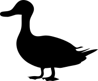 Architetto -- papera