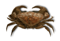 Crab - Isolated