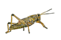 Grasshopper 2 - Isolated