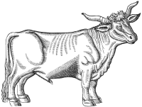 Vintage Ox