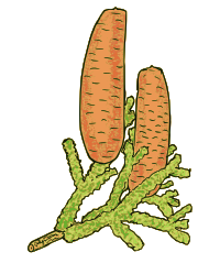 Fir cones