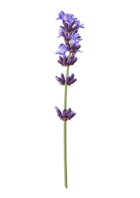 Lavender sprig