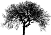 Highly Detailed Tree Silhouette