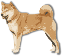 Shiba Inu