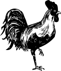 rooster
