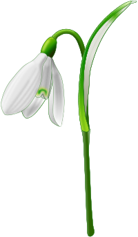 Snowdrop (Galanthus nivalis)