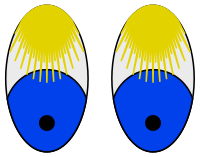 Bashful Eyes—Blond Lashes