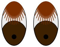 Bashful Eyes—Brown Lashes