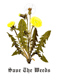 Dandelion flowers seeds leaf