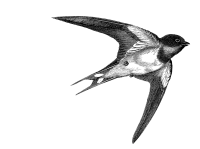 swallow black&white