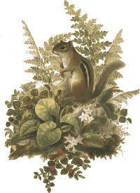 Chipmunk and Ferns