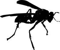 Wasp BW