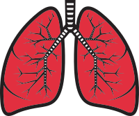Lungs