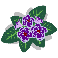 Gloxinia