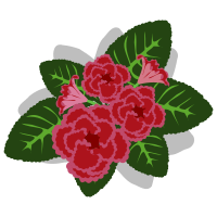 Gloxinia