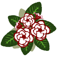 Gloxinia