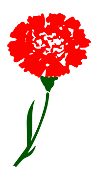 carnaition 