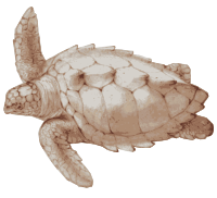 Loggerhead Sea Turtle