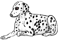 laying dalmatian