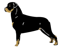 rottweiler standing