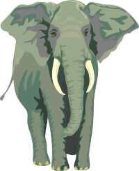 african elephant