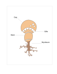 Mushroom anatomy