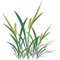 Capim Carrapicho