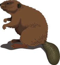 beaver
