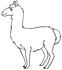 llama