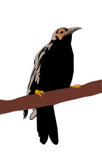 Crow Honeyeater