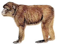 barbary ape