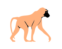 simple baboon