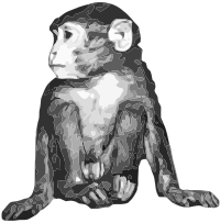 baby rhesus monkey / macaque